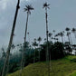 GORRA TRUCKER ESTO ES COLOMBIA COCORA - FRENTE DURO